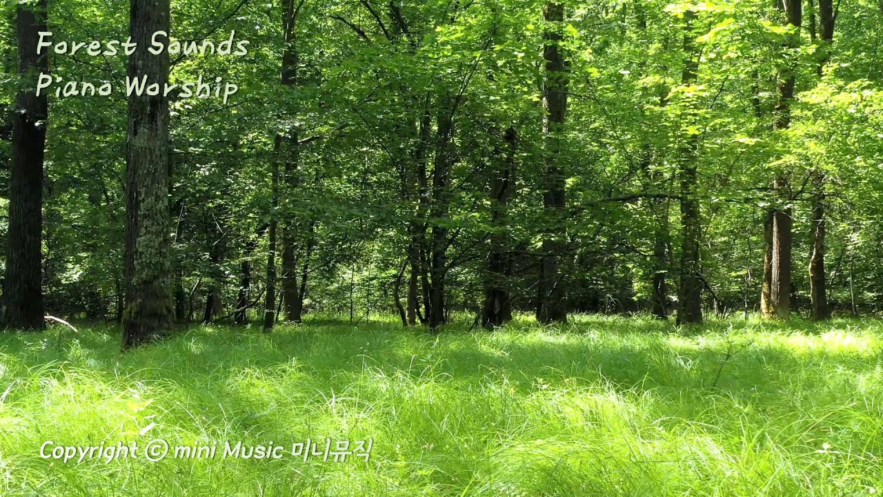       3  Forest Sounds Piano Worship    by  