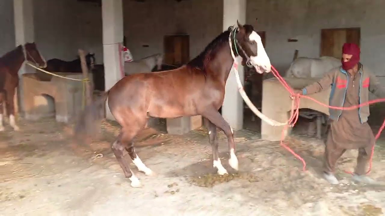 Beautiful ❤️ horse power best breeding season in Nature meet you 