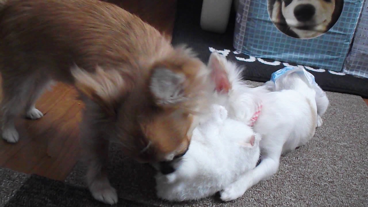 凶暴犬により物まねハムスターが噛まれる2 Youtube