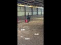little horsie