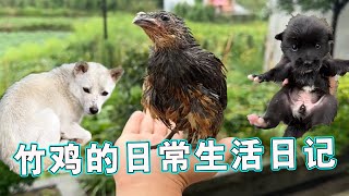 The Life Diary of Bamboo Chicken | It rained heavily  the bamboo chicken was drenched into a drowne
