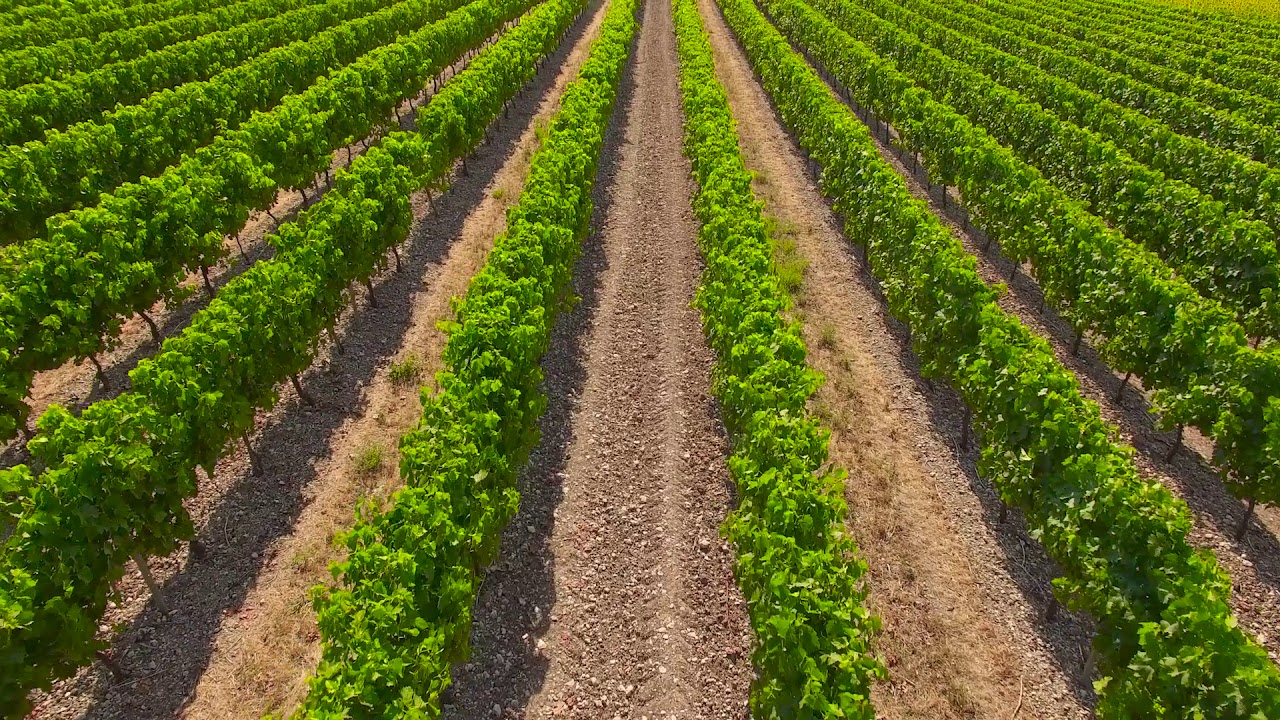 Kent Wines and Kent Vineyards