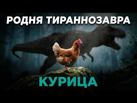Неожиданная сторона курицы, о которой молчат