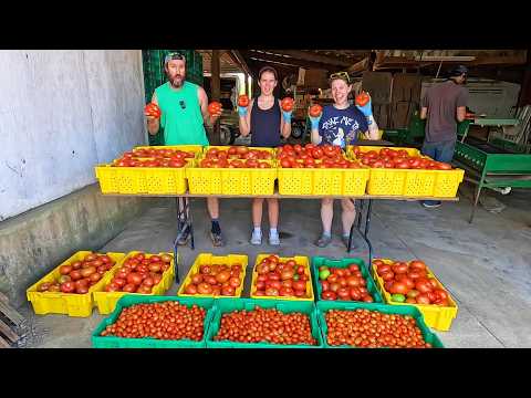 A Huge Tomato Harvest When We Needed It Most!