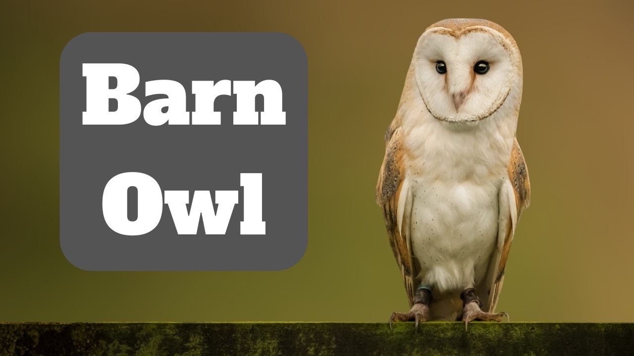 All About the Incredible Barn Owl - YouTube