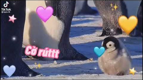 Chim cánh cụt siêu Cute