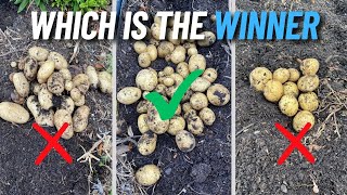 Don't Make THIS Mistake Growing Potatoes