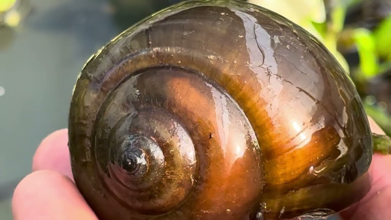 Cách nuôi ốc nhồi  giống khi mùa đông trong nhà ni lông  hiệu qủa 