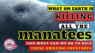 Why Were There more Manatee Deaths in 2021 Than Ever Before? How Can We Help These Amazing Sea Cows by Pink Paw Media 23 views 2 years ago 8 minutes, 51 seconds