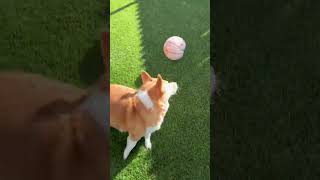 Lunas Play time #corgi #corgilife #happydog #sillydog