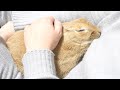 抱っこが気持ちよくて眠り続けるうさぎ【癒し】