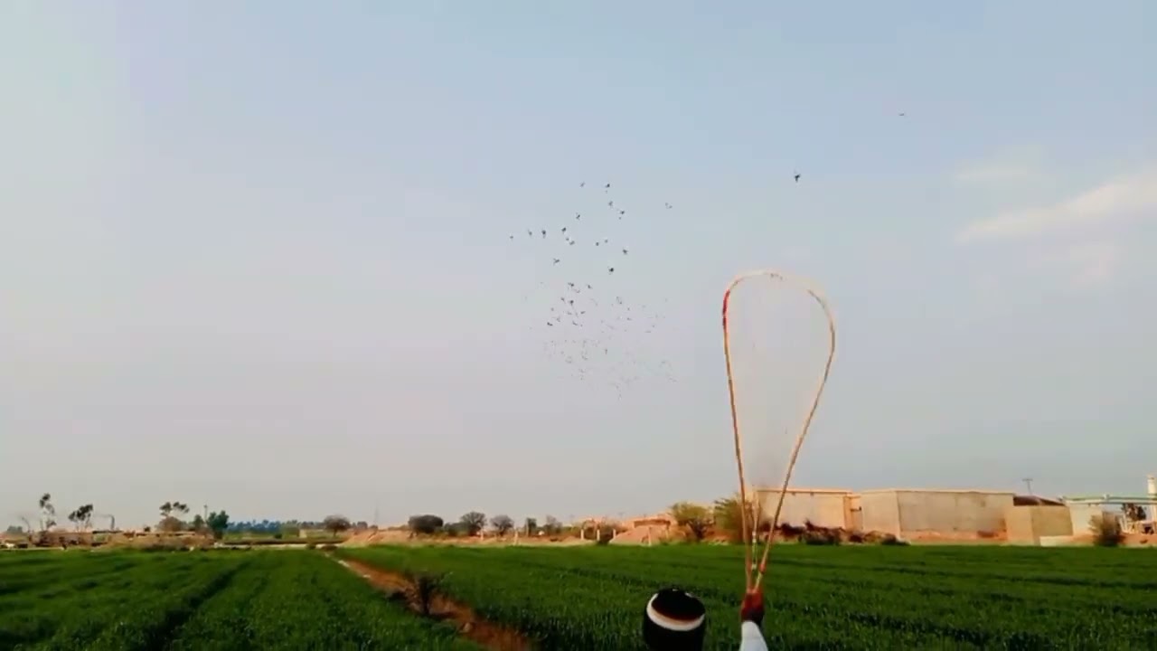 عابد نے تین سو فاٸٹر کبوتر لٸے #Pigions *lover#