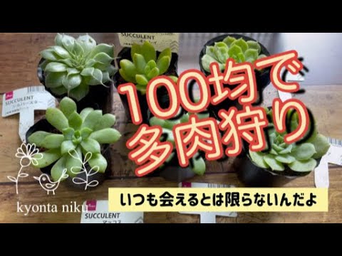 多肉植物 100均多肉の土を考えながら植え替えていきます Youtube