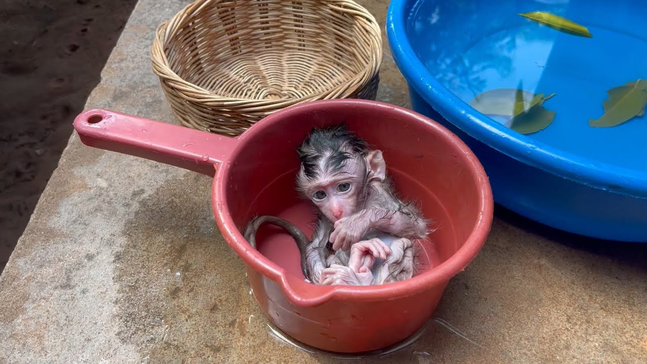 Mom busy to take a towel & put Small BB mnkey in small tub after tag 