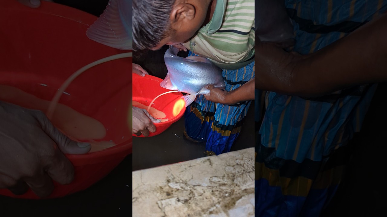 "Unbelievable Fish Injection! Egg Collection Process You Never Seen Before" 🐟✨