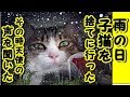 【感動 泣ける話 猫】天使の鳴き声・子猫と猫嫌いのオヤジとの 心暖まるお話【感動 泣ける話 動物 猫】動画 里親・招き猫ちゃんねる