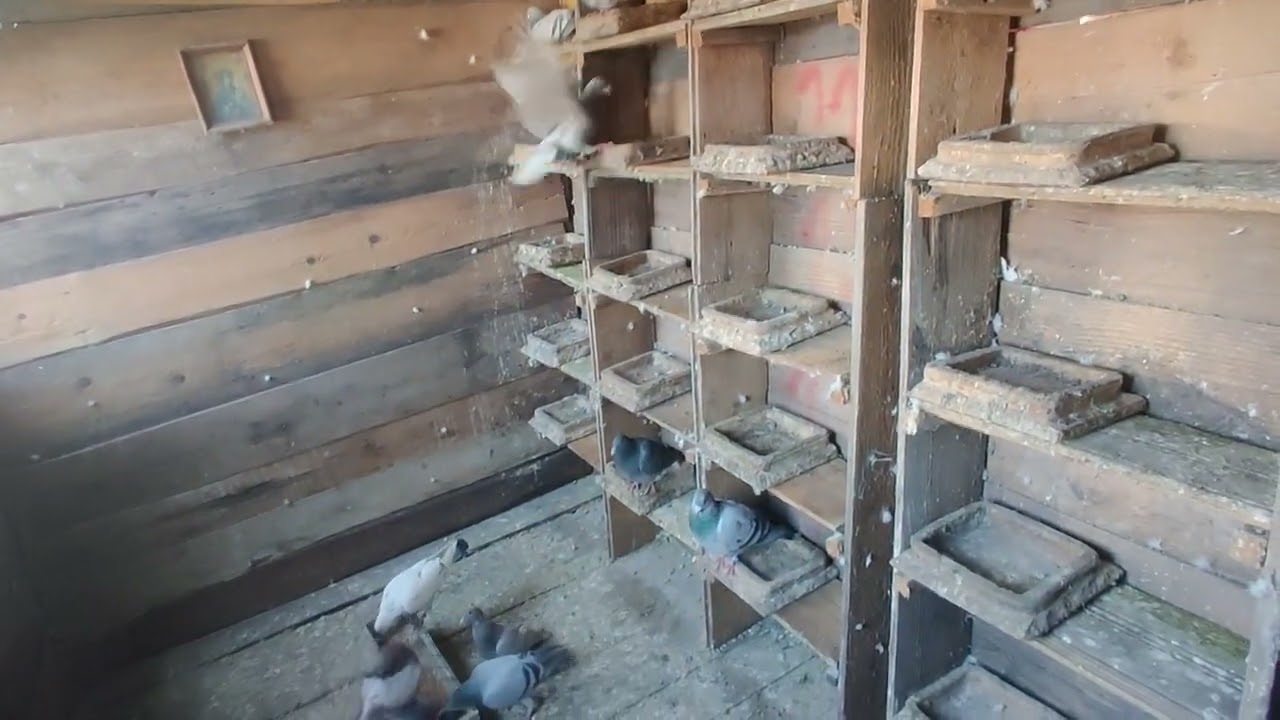 Ep 47 cu porumbei voiajori o mică curățenie 🕊️🕊️🕊️