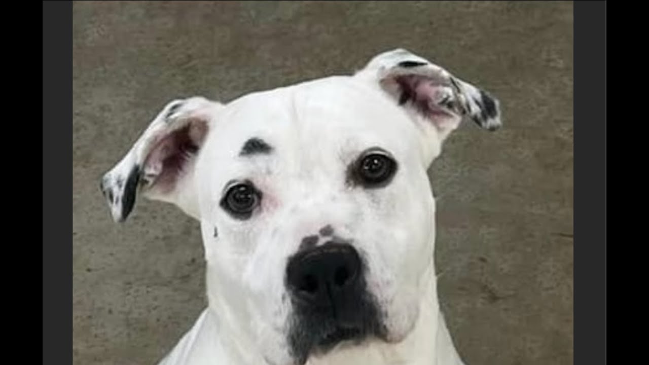 3-legged dog Lillian needs a home