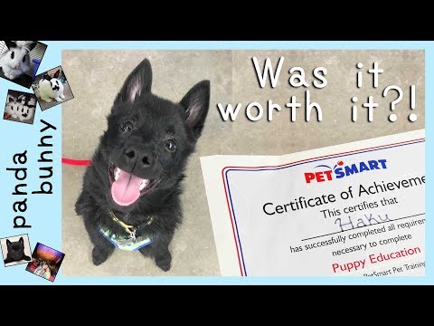 petsmart-puppy-training-review!-|-pandabunny