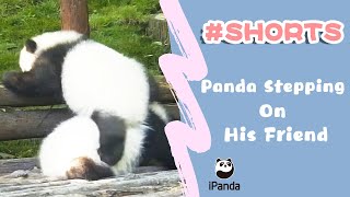 Panda Stepping On His Friend  | iPanda #Shorts