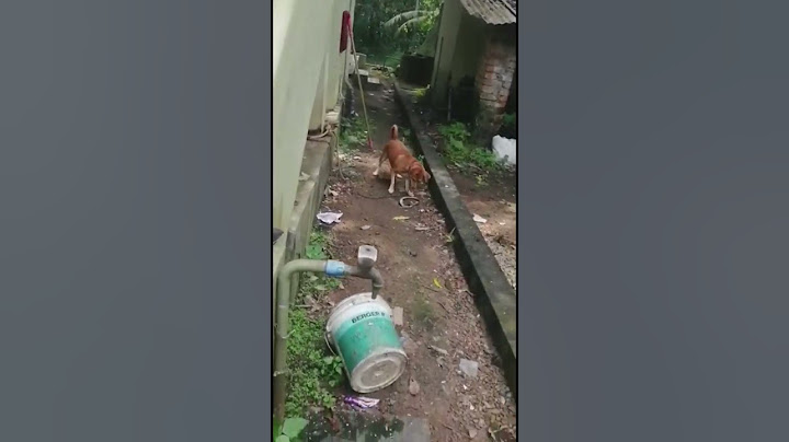 പാമ്പിനെ പട്ടി പിടിക്കുന്നു