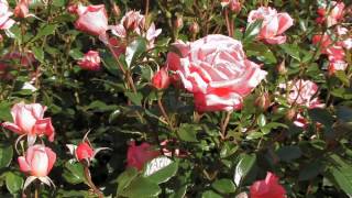 Mainau Summerdreams with Erich und Christine