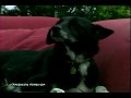 Friends FurEver Friends FurEver