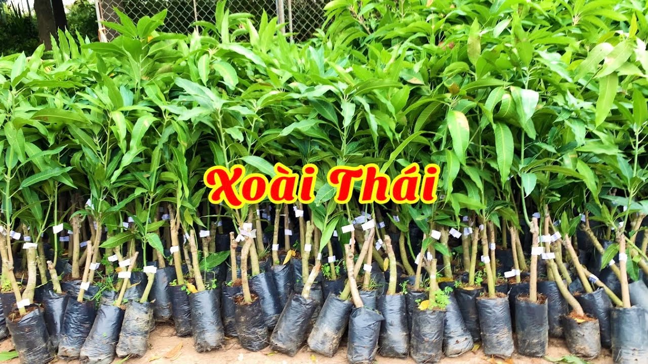 Xoài Thái hạt lép siêu ngon, cây trồng kinh tế, năng suất // 085.88. ...