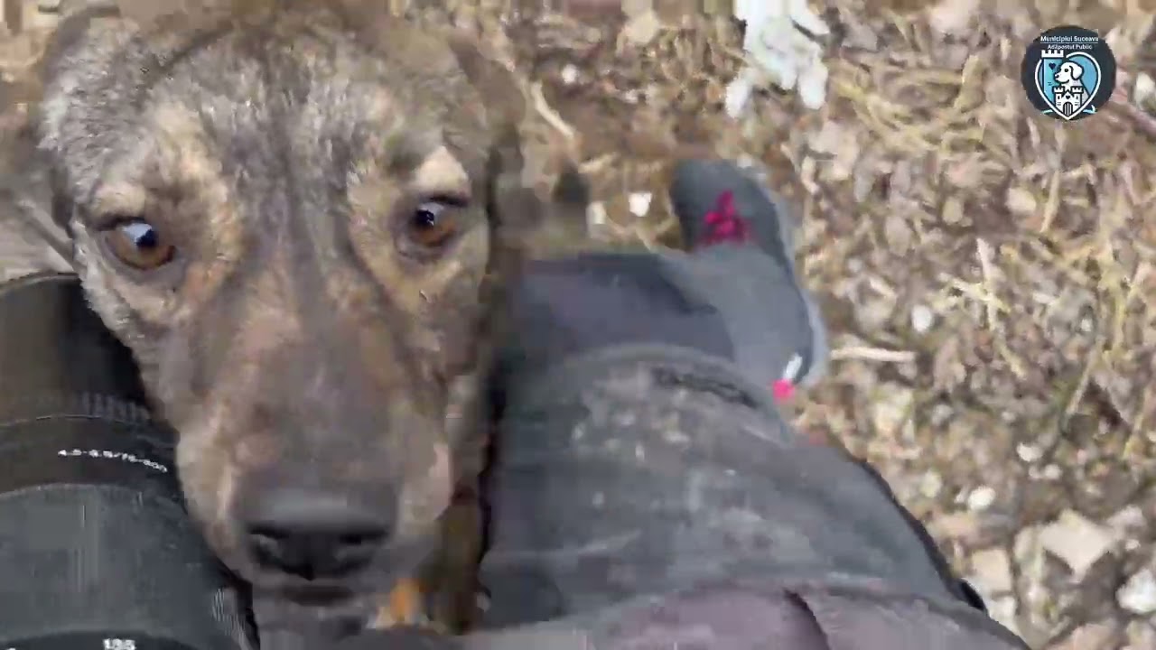 Trudy - Adăpostul Public Suceava