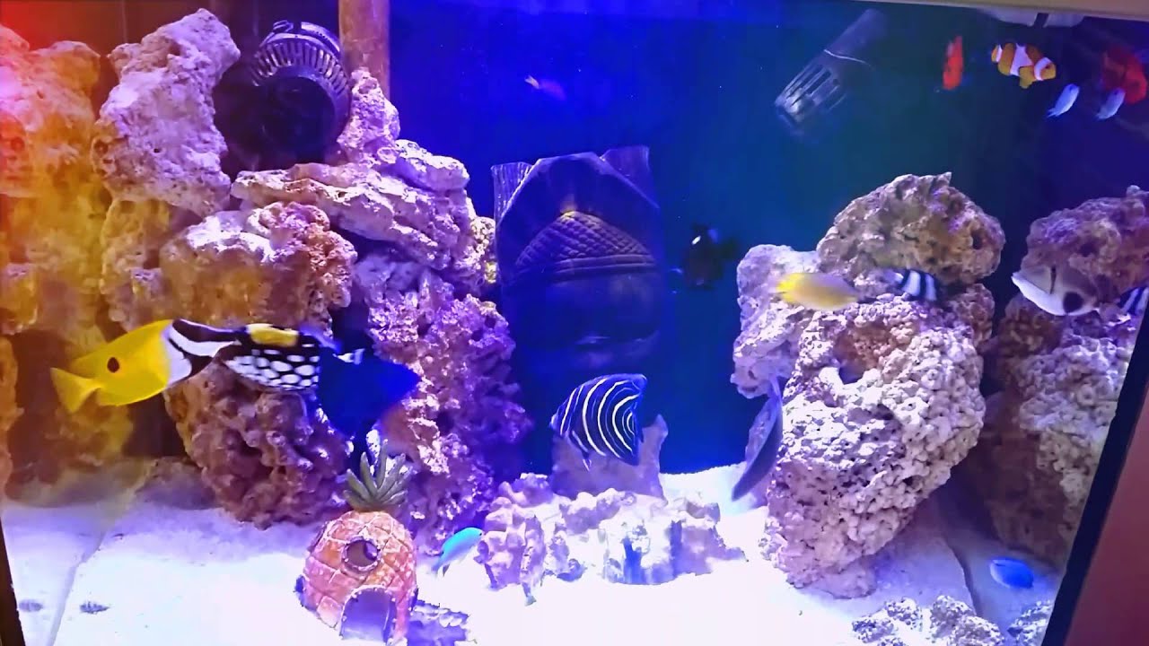 Aggressive Saltwater fish always fighting YouTube