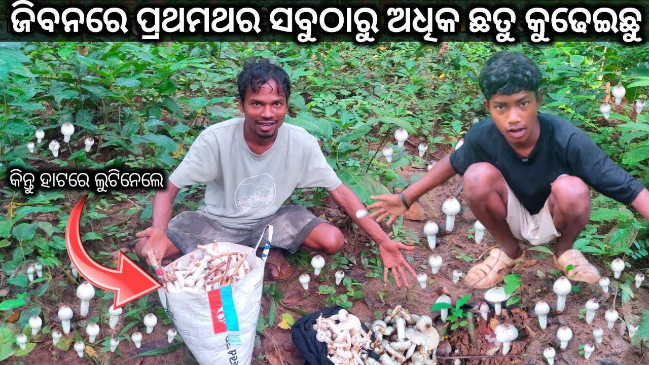ଜିବନରେ ପ୍ରଥମଥର ସବୁଠାରୁ ଅଧିକ ଛତୁ କୁଢେଇଛୁ | କିନ୍ତୁ ହାଟରେ ଟଂକା ନ ଦେଇ ଲୁଟିନେଲେ ସବୁ ଛତୁ #odiavlog