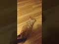22 year old Chihuahua rehabilitation for back legs