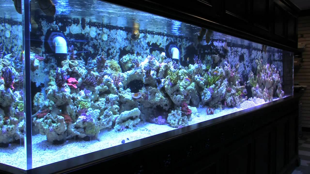 Vivid Aquariums Store in HD! YouTube