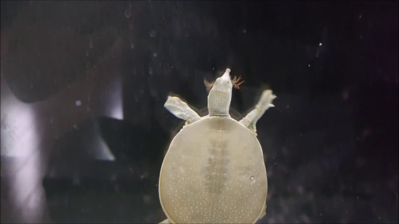 腹ペコのスッポン水槽に大量のザリガニを入れたら凄すぎた Youtube 腹ペコのスッポン水槽に大量のザリガニを入れたら凄すぎた Youtube