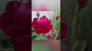#pinkroses #terrance #garden #homegardenideas #