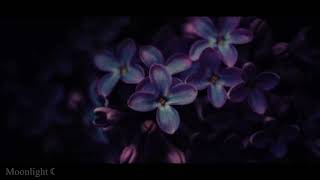 Lilac - Plastic Tree (English Subtitles)