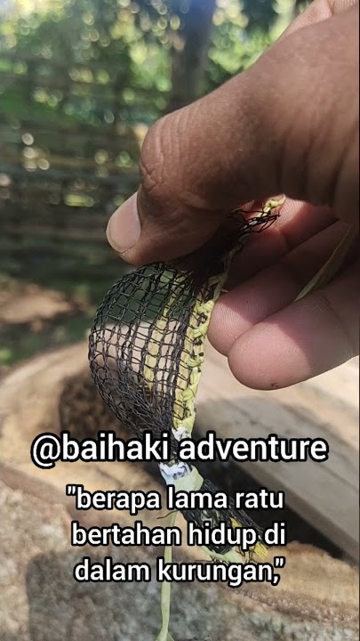 How long can a queen bee survive in captivity?