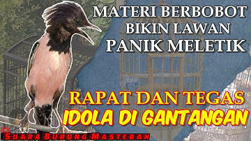 MATERI BERBOBOT !! MASTERAN TEMBAKAN RAPAT UNTUK BURUNG LOMBA - ISIAN RAPAT DAN TEGAS