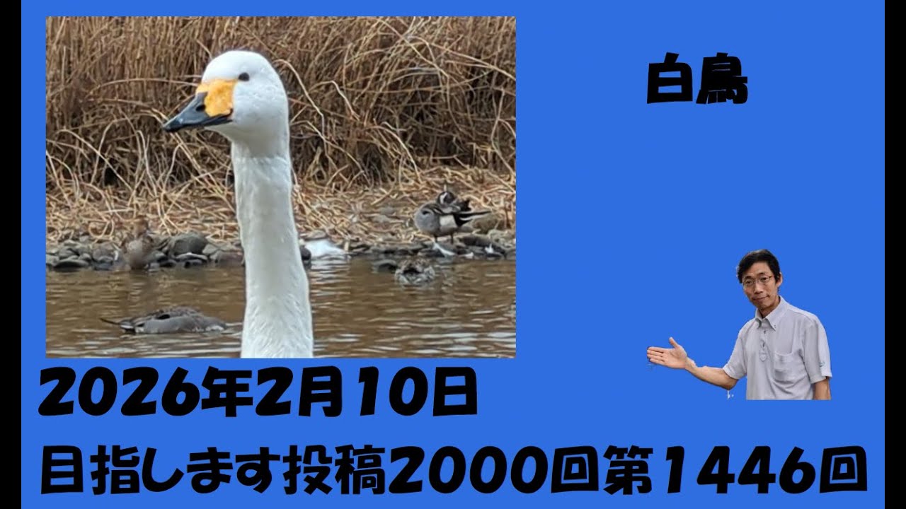 白鳥 2026/02/10 - YouTube