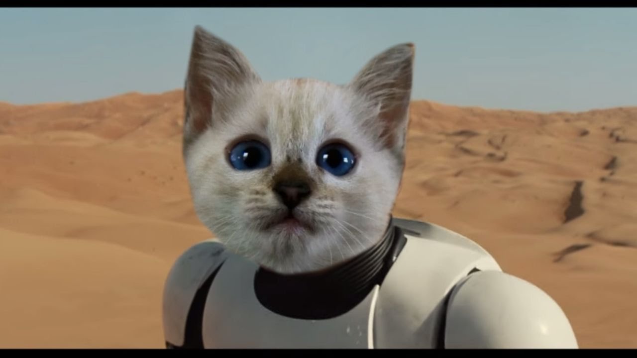 Star Wars  The Force Awakens Teaser Trailer Cat  Reaction 