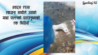 लोभलाग्दो मँगुर पालन ! Amazing Mangur catfish farming