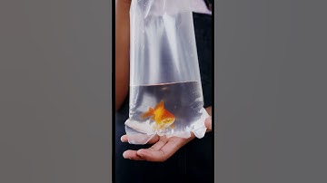 Thruth or Myth: Gold fish have a 3 second memory?