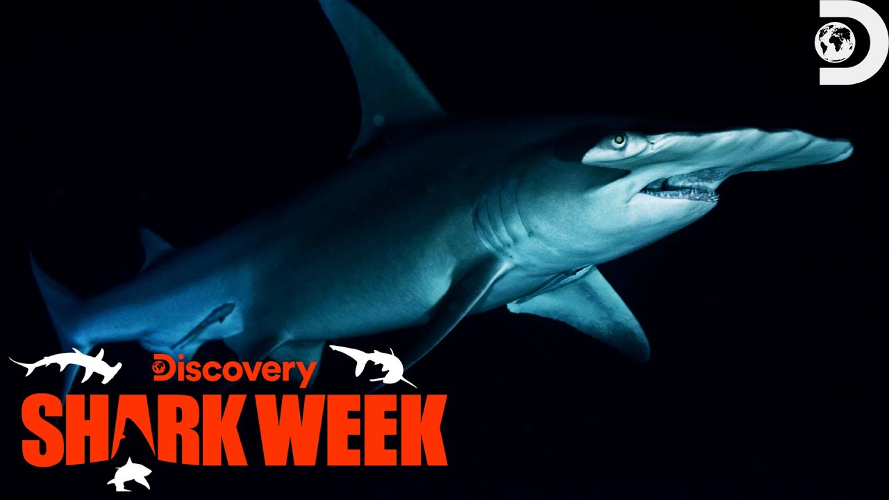 Film backdrop image for Octobot's Encounter with a Monster Hammerhead Shark (2023)
