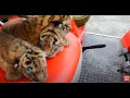 И снова СПАСАЕМ  ТИГРЯТ!  Алтай -тигренок Ангел в роли спасителя ! And again WE SAVE THE TIGER CUBS!