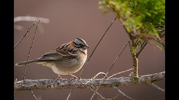 Robin Bird Chirping and Singing Song of Robin Red