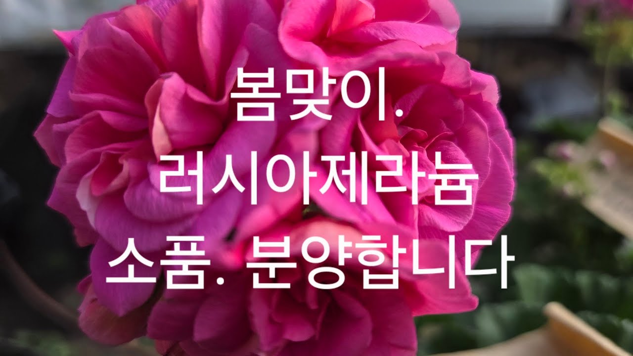 소품 러시아제라늄 분양합니다 