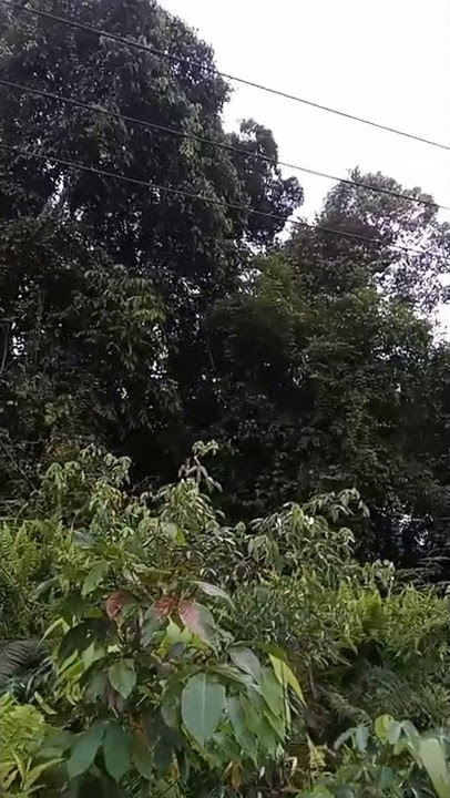 #Shorts BIKIN NANGIS‼️ Suara Asli Owa(Kalaweit) Dihutan Kalimantan Yang Habitatnya Sudah Rusak❗