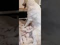 White Swiss Shepherd puppies の動画、YouTube動画。