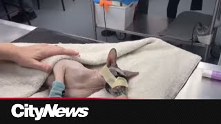 A pet care crisis in Toronto