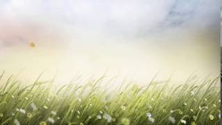 Free Hd Wedding Background, Free Download Motion Background, Free Video Animation Nature 002